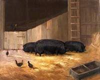 Prize Pigs