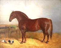 Suffolk Punch