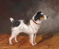 Terrier