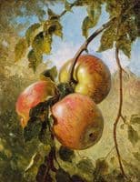 Apples