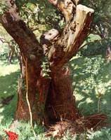 The Old Apple Tree