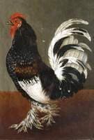 A Cockerel Facing Left