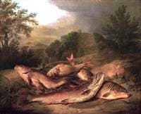 A Group of Fish Lying on the Ground