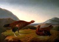 Cock and Hen Red Grouse in Landscape