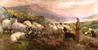 Wool Gathering