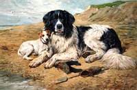 Dogs Watching Bathers