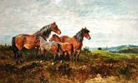 New Forest Ponies