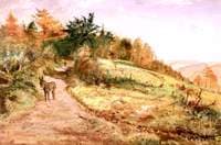 Donkey on a Path