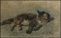 Kitten
