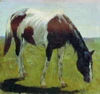 A Horse