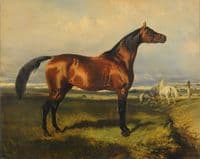 Wild Horses
