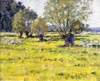 Willows and Wildflowers