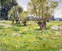 Willows and Wildflowers