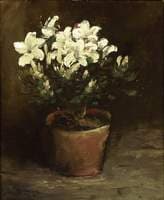 Still Life of White Azaleas