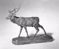 Deer