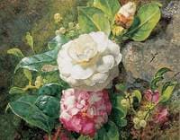 Camelias