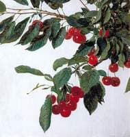 Cherries