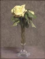 Still Life: A yellow Rose