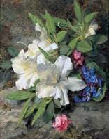White Azaleas