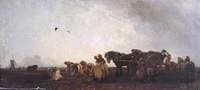 Potato Picking in Cambridgeshire