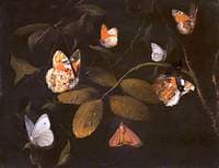 Still Life of Six Butterflies and a Moth on a Rose Branch