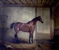 A Bay Hunter in a Stable