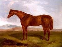 A Chestnut Hunter in a Field