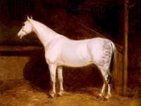 A Grey Hunter in a Stable