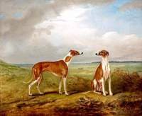 A Pair of Greyhounds