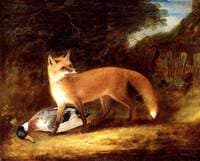 Fox and Duck
