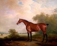 Mr Green's Bay Mare