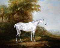 A Grey Hunter