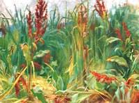 Rushes