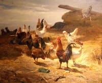 A Poultry Yard