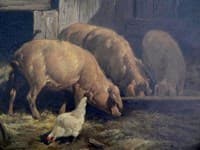 Pigs Feeding