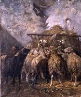 Interior of a Sheep Pen