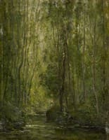 Woodland Scene