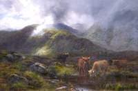 Highland Cattle