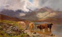 Highland Cattle