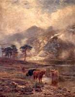 Highland Cattle
