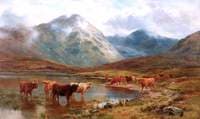 Scotch Cattle and Mist