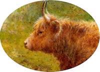 Study of a Highland Cow
