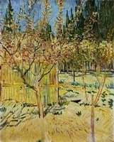 Apricot Trees in Blossom