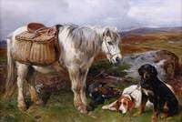 Highland Pony and Dogs