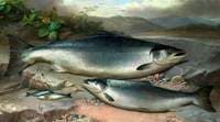 Salmon