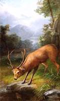 The Stag Looking into the Water