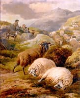 The Highland Flock