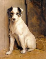 A Jack Russell
