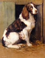 A Springer S[paniel