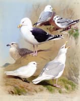 Two Kittiwake Gulld, Two Great Black-Backed Gull, an Ivory Gull and a Glaucous Gull